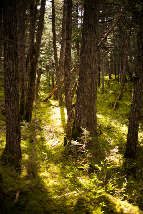 alyeska-winner-creek-forest