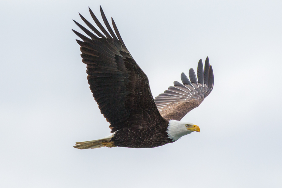 seward-bald-eagle-soaring