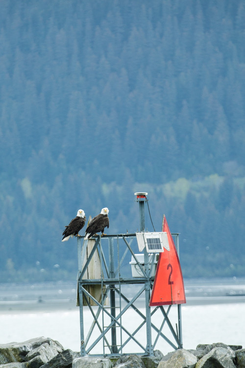 Seward Alaska Bald Eagles