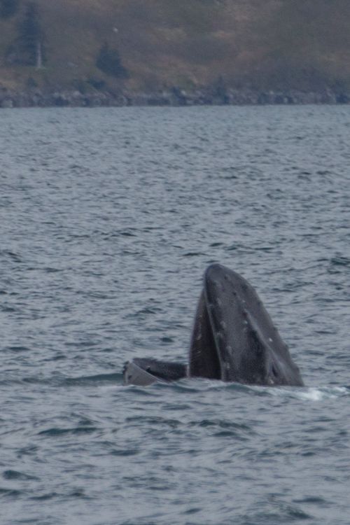 seward-glacier-humpback-whale-bubble-netting