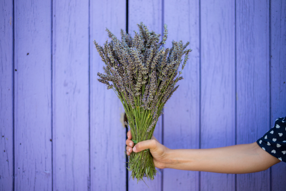 Fresh lavender in Provence 