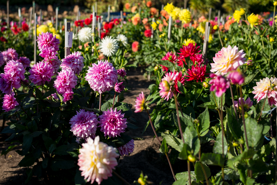 Dahlia Garden at San Francisco Conservatory of Flowers