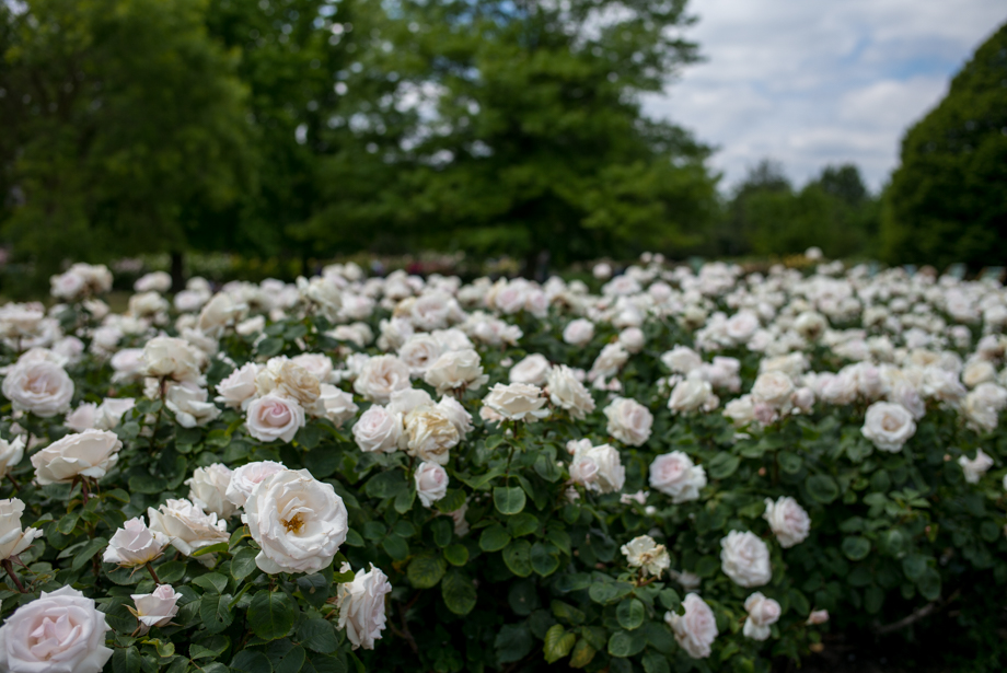 White roses in Queen Mary's Garden Regent Park 