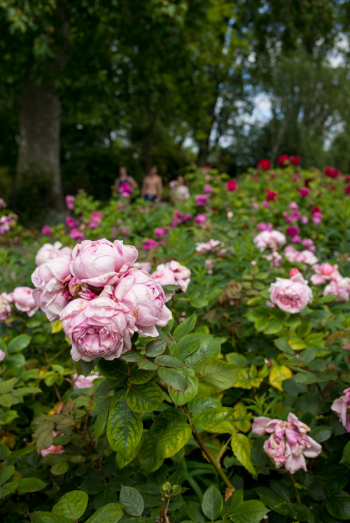 Peonies in Queen Mary's Rose Garden in Regent's Park 