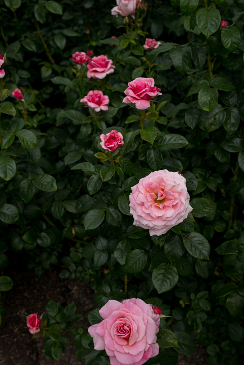 Pink Roses in London