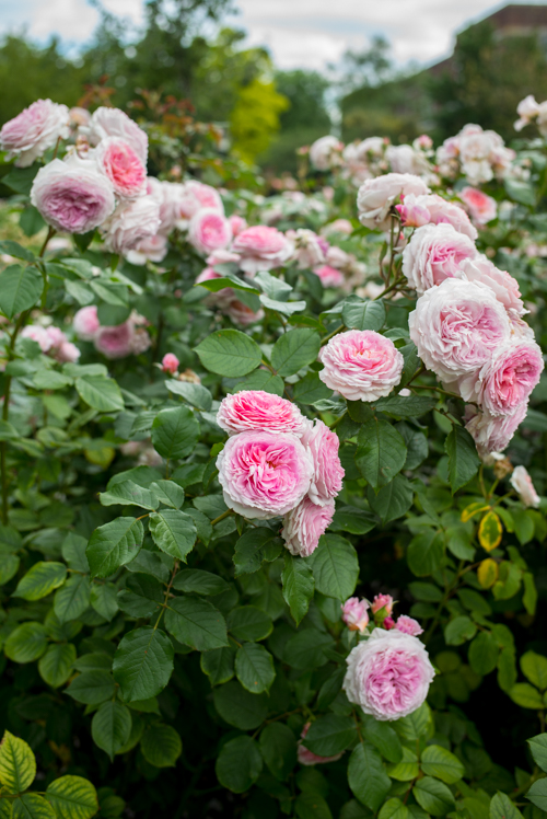 Rose Garden in London Regent's Park 